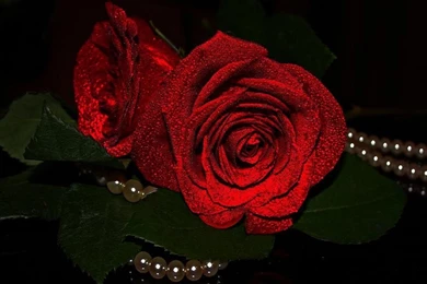 Flowers: Pearls Roses Glittering Red Black Backgrounds Wallpapers ...