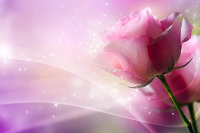 GLITTERING PINK ROSE WALLPAPER (