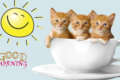 Free Download Good Morning Wallpapers 1.jpg