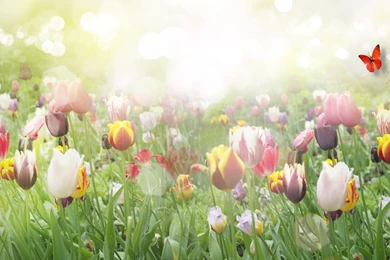 Share And Download Free Good Morning Wallpapers – Good Night ...