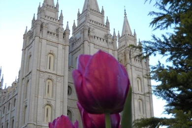 Salt Lake Temple Purple Tulips By ThePurpleSkittle On DeviantArt