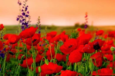 Wallpapers Hd Widescreen High Quality Desktop Flower   1216x704 ...