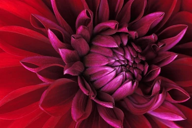 Magenta Mums Wallpaper Flowers.jpg