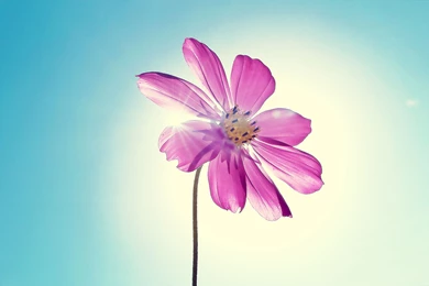 Purple Magenta Flower Wallpapers