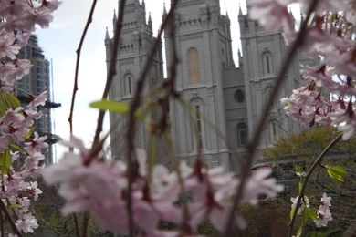 Salt Lake Temple Blossoms 2 By ThePurpleSkittle On DeviantArt