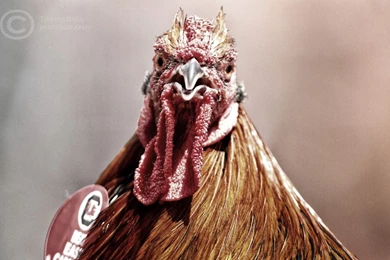 Columbia SC Photographer Travis Bell Wallpapers