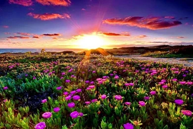 Summer Meadow At Sunset Wallpapers