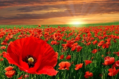 Poppy Field Backgrounds Is Not Summer Sunset Wallpapers And Images ...