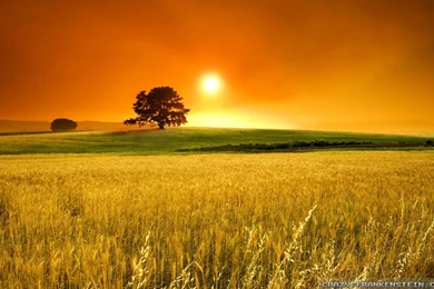 Summer Landscape Wallpapers 2   Crazy Frankenstein