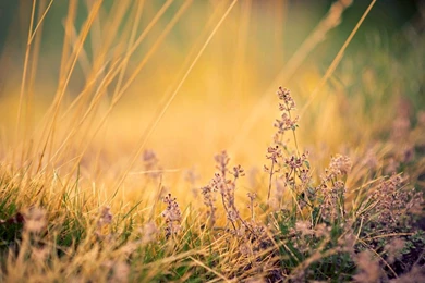Plants, Summer, Photo, Picture, Grass, Sunset, Nature, Hd, Wallpapers