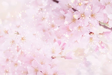 Pictures > Beauty Backgrounds