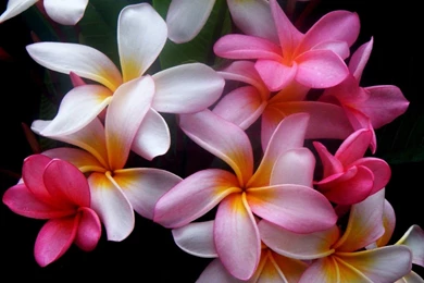 1280x1024 Beautiful Flowers Desktop PC And Mac Wallpapers