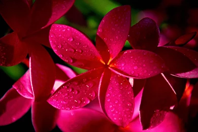 Red Beautiful Flower Desktop Wallpapers