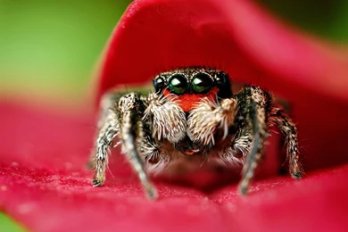 Spider Wallpapers HD