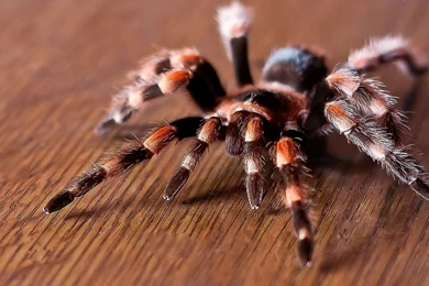 Free Spider Wallpapers   Wallpapers Cave