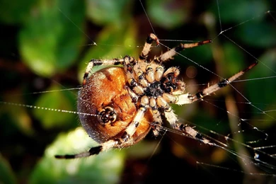Desktop hd wolf spider images.jpg