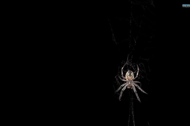 HD Collection Spider Wallpapers 5.jpg