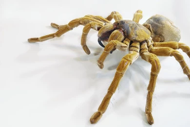 Pics, Facts, Funny Stuff About Animals & Nature 3d Spider Wallpapers
