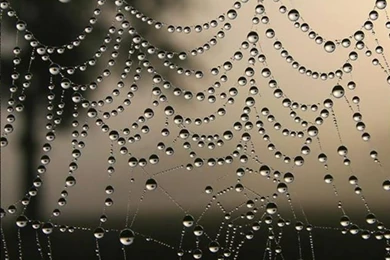 Spiders Web HD Wallpapers