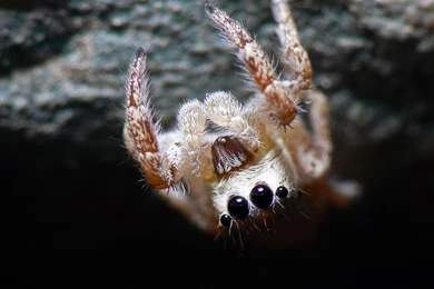 Jumping Spider Computer Wallpapers, Desktop Backgrounds ...