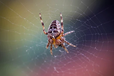 Spider Wallpapers 6.jpg