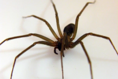 Pics, Facts, Funny Stuff About Animals & Nature Spider Wallpapers