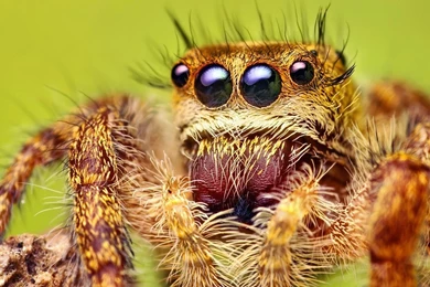 Wallpapers Spider Macro 1920 X 1080 Full Hd   1920 X 1080   Full Hd ...