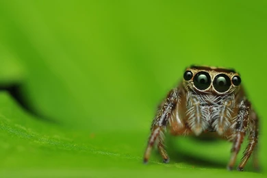 Green Lacewing Insects Hd Wallpapers