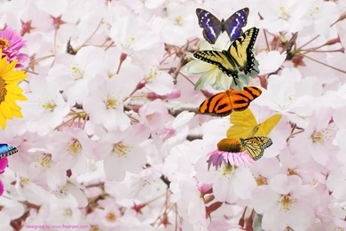 FREE Twitter Backgrounds