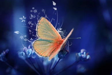Butterfly Wallpapers Free   Wallpapers Cave