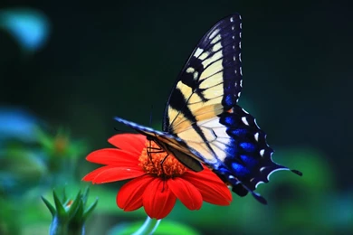 Free Wallpapers Butterfly   Wallpapers Cave