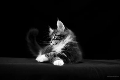 2160x1440 Cat Wallpaper. Photo Backgrounds Free