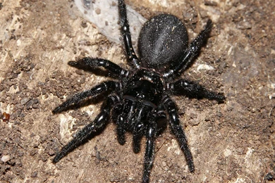 Black Spider Wallpaper HD.jpg