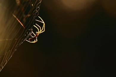 Spider Macro Spider Web Wallpapers