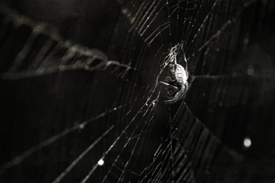 Spider Wallpaper For Desktop.jpg