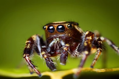 Spider Wallpapers
