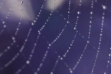 Spider Webs Wallpapers   (