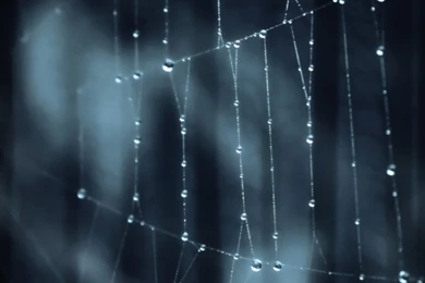 Spider Web iPad Wallpapers Download