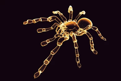 1280x1024 Neon Spider Desktop PC And Mac Wallpapers