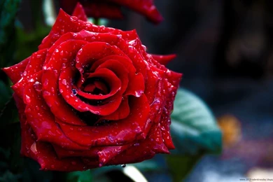 Rose Day WallPapers: Latest Happy Rose Day 2014 HD Wallpapers