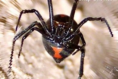 Free Picture And Wallpapers Of Spider Black Widow