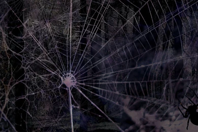 Spider Web Backgrounds   Wallpapers Cave