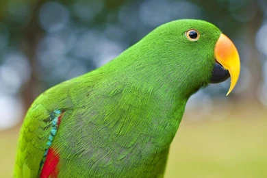 Green Parrot Wallpapers High Definition.