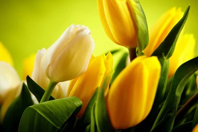 1600x1200 Tulips Yellow Hd Wallpapers