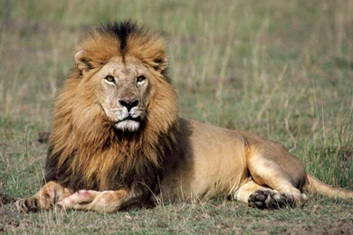 Lion High Definition Wallpapers