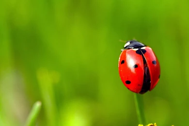 Macro Ladybird Beetle HD Wallpapers