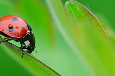 1280x1024 Ladybird Desktop PC And Mac Wallpapers