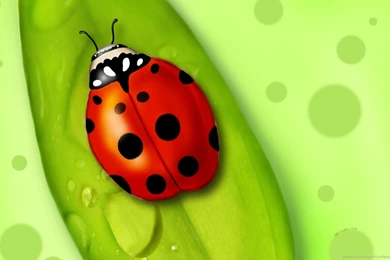 Download 1440x900 Ladybird On The Leaf Wallpapers