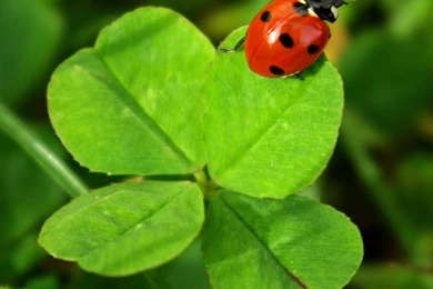 LADYBIRD WALLPAPER   (