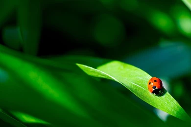 Ladybird Wallpapers HD 3962 1920 X 1200   WallpaperLayer.com